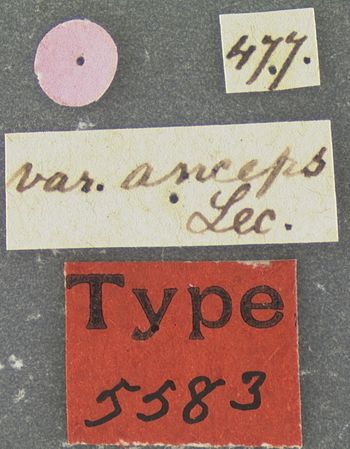 Media type: image;   Entomology 5583 Aspect: labels